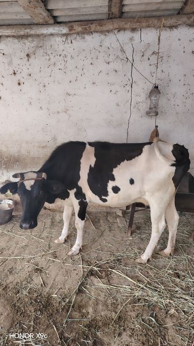 Ona bola sigir sotiladi