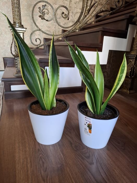 Sanseveriya ochen krasivaya