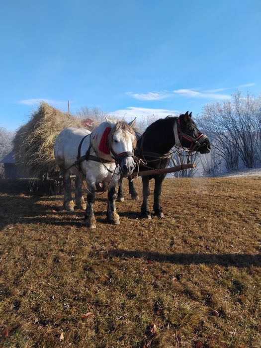 VAND URGENT  harmasari foarte cuminți