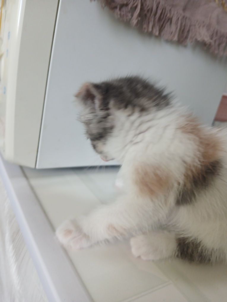 Scottish fold sotladi (pul zarl bundan arzon narxda topomisla)