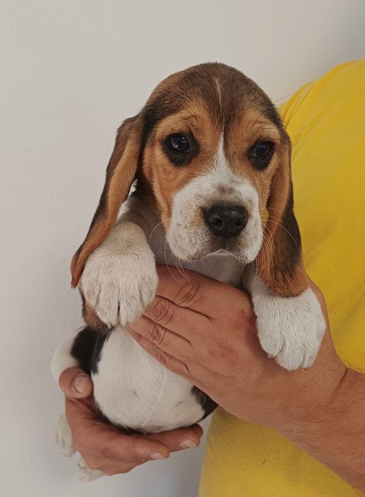 Pui Beagle tricolor
