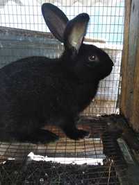 Продам Кроликов помесных серого и чёрного цвета курмыш