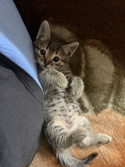 Отдам котят  в добрые руки
