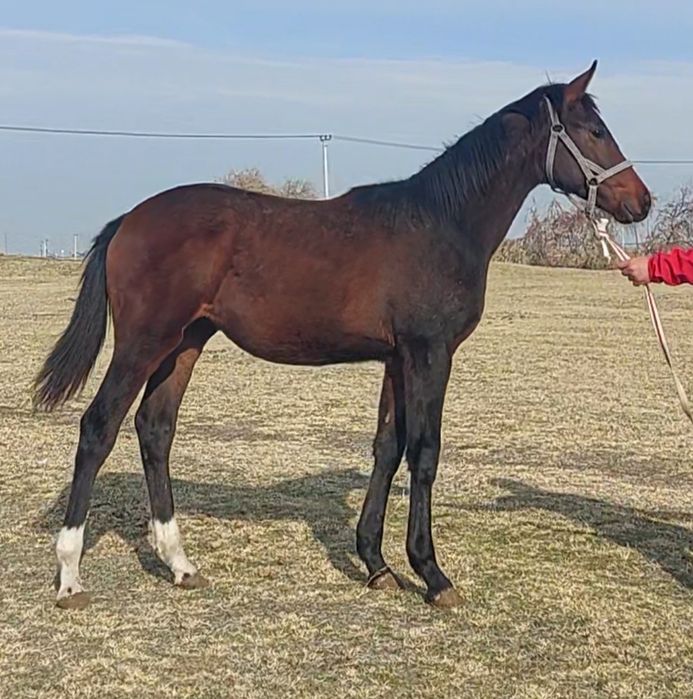 Жабағы Еркек тазақанды Ат Конь Лошадь Жылқы