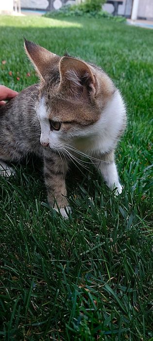 Котенок   бесплатно. Дружелюбный,  милый,  аккуратный.