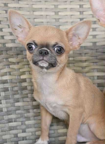 Мъжко мини чихуахуа лилав фаун на пет месеца