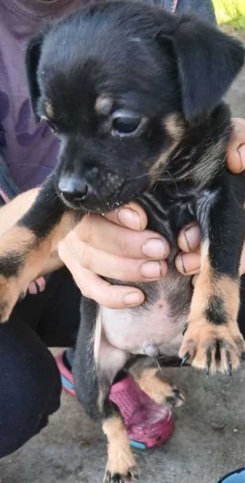 Малки    кученца