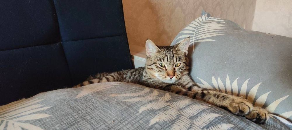 Кошечка в добрые руки