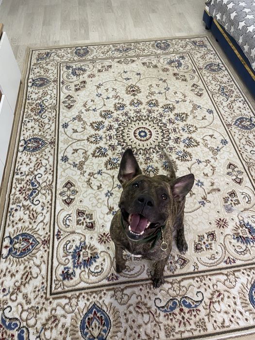 Ищем жениха для девочки Джеси