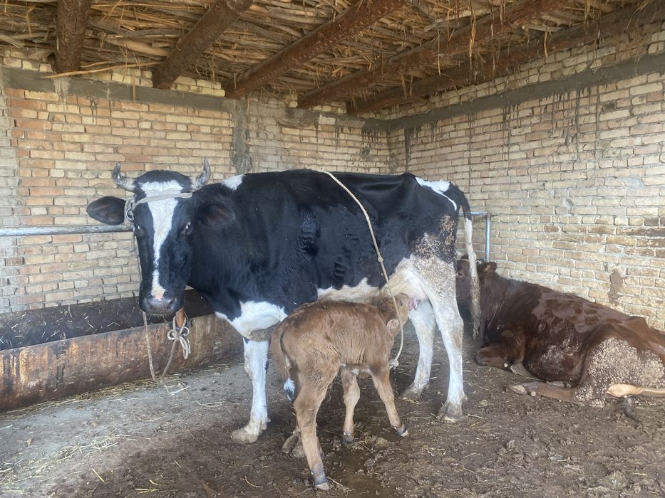 Ona bola sigir sotiladi