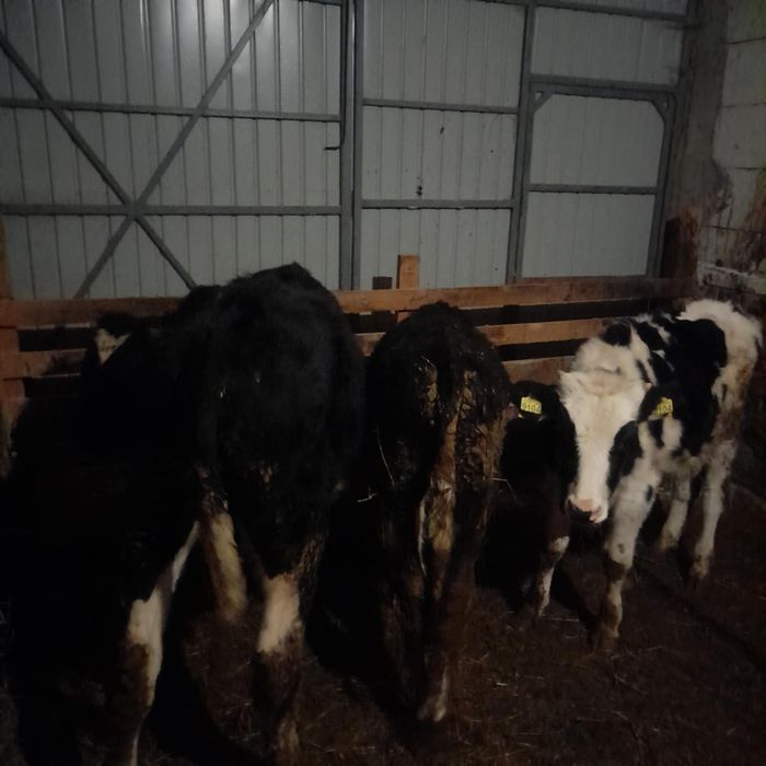 Vând 3 tăurași negru cu alb