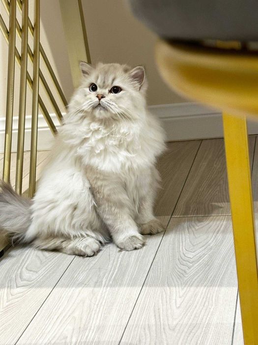 British Long-hair sotiladi