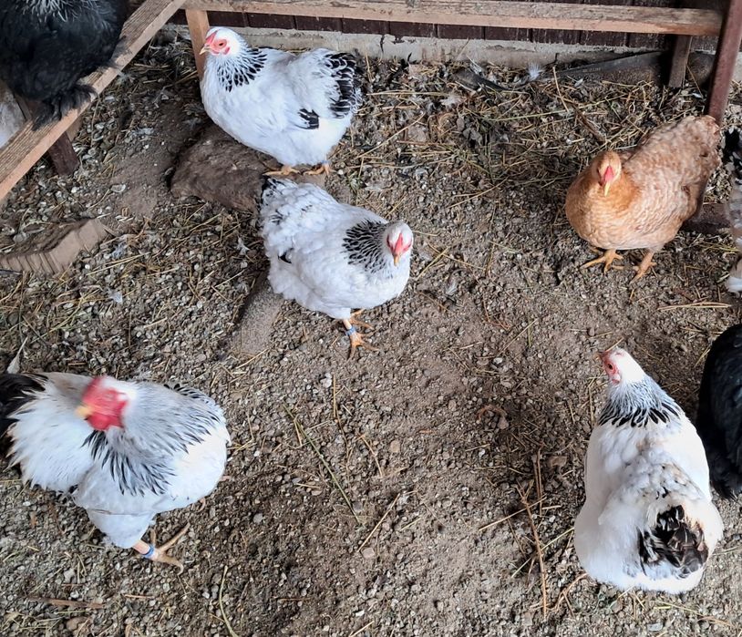 Wiandotte pitic herminat deschis si cochinchina pitic