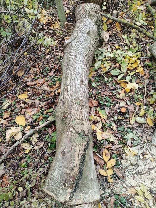 Стебла Трупи от Орехови Дървета Различна Дебелина и Дължина