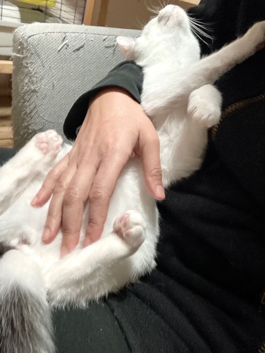 Pui de pisica pentru adoptie in Bucuresti