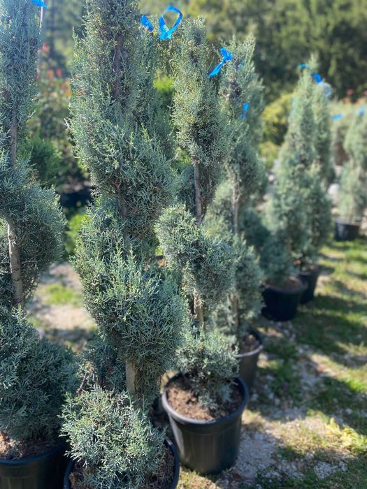 Plante ornamentale rezistente, perfecte pentru grădină