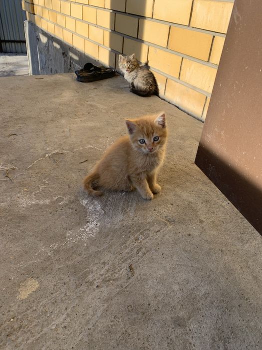 Котята бесплатно