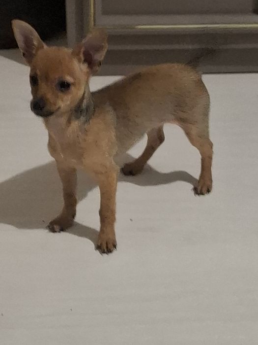 Кучета пинчери родени на 29 август две  момичета