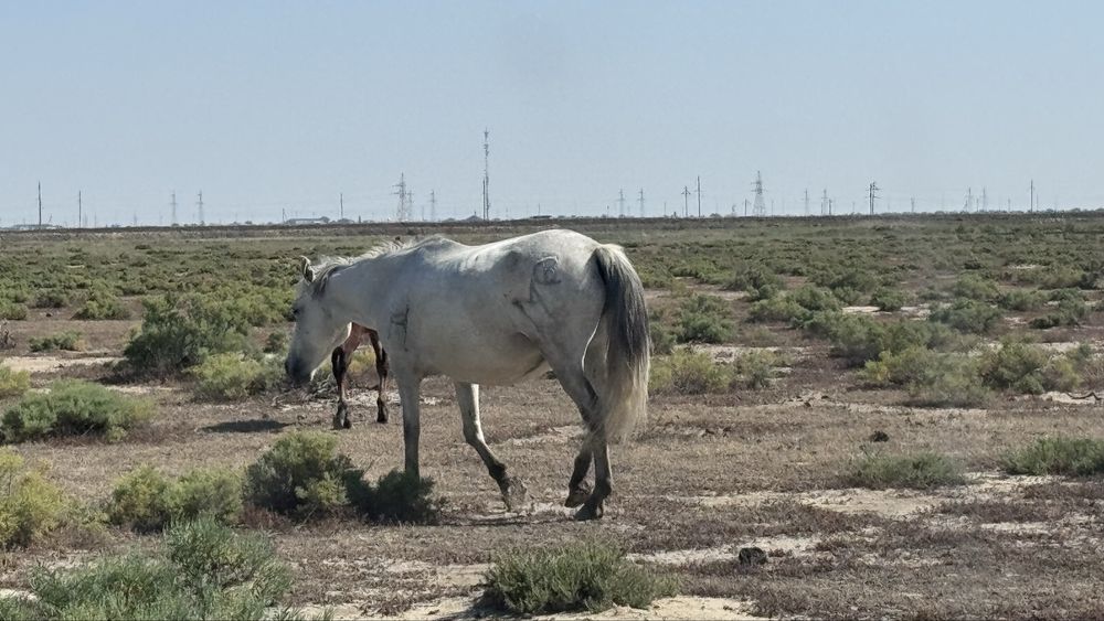 Ту бие сатылады 6 жасар айғыр сатылады