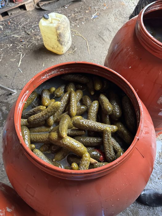 Castraveti Murati Vidat/Vrac