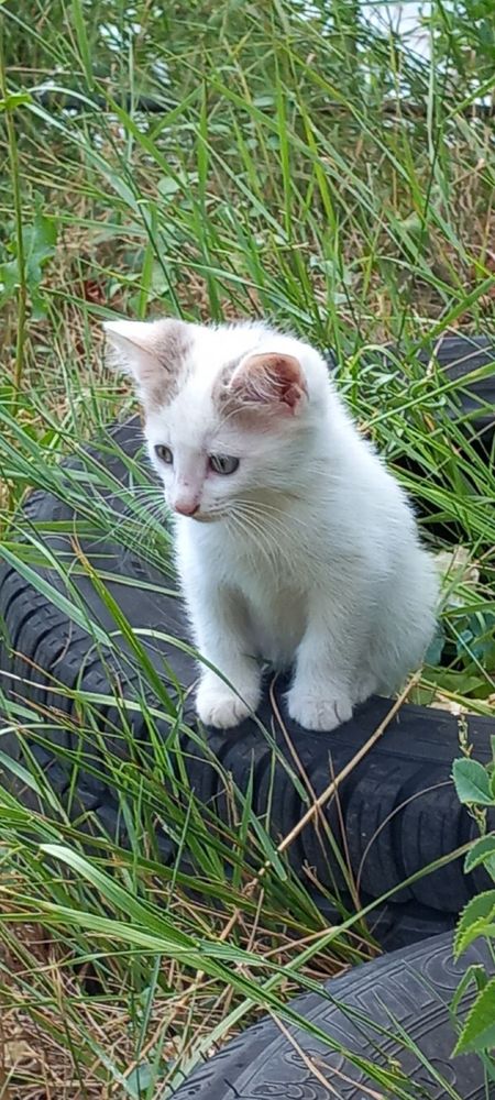 Подарявам четири котенца.