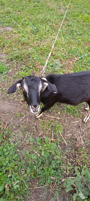 Продам дойную козу и молодую козлушку