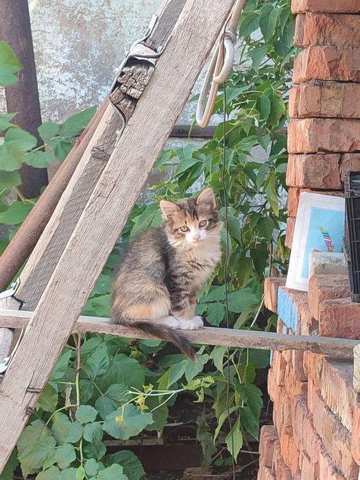 Котята Сибирские