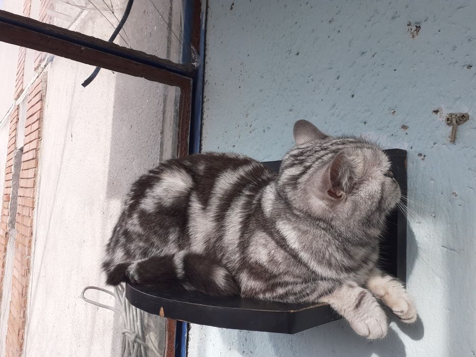 British shorthair silver tabby 3 luni