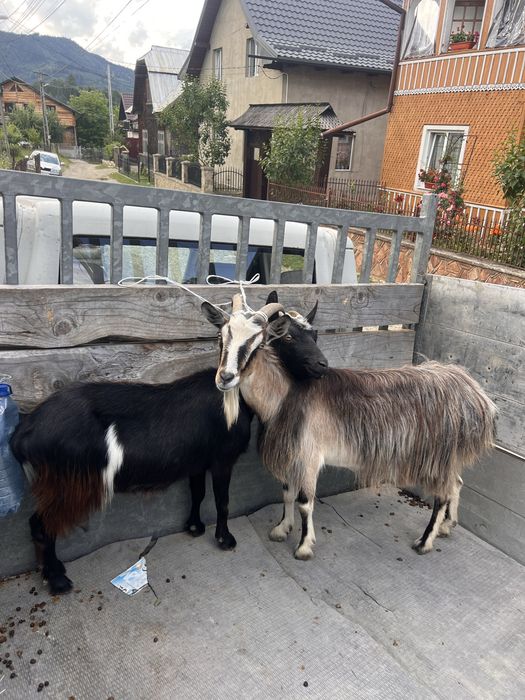 Căpriță de 3 ani, bună de lapte!