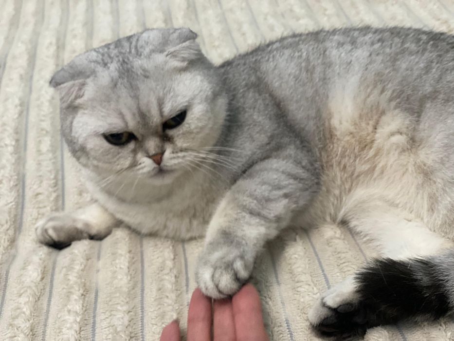 Вислоухая кошка