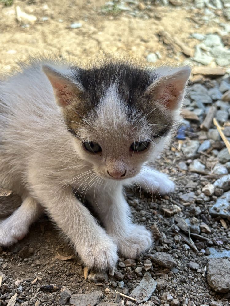 Pisică spre adopție