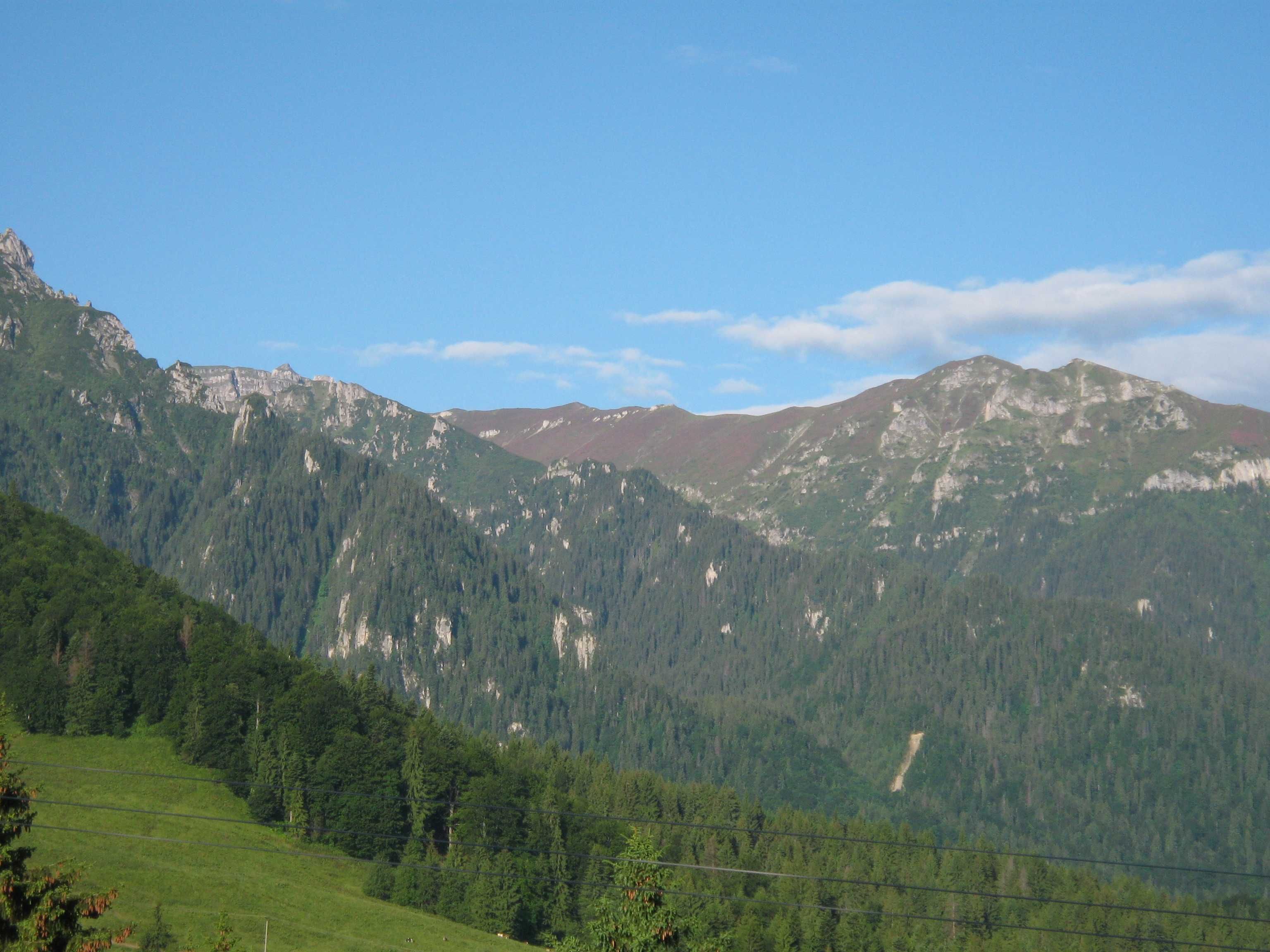 Vand armasari si manji din rasele Semigreu Romanesc, Ardenez si Hutul