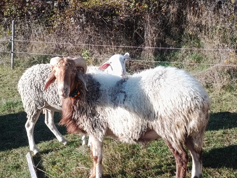 Коч Аваси на 2 години