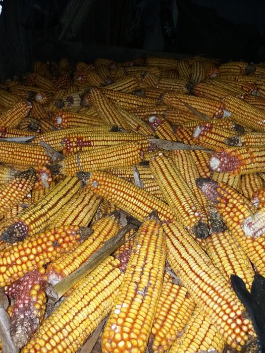 Vând porumb știulete recoltat in anul 2025 la prețul de 0,85 lei /kg