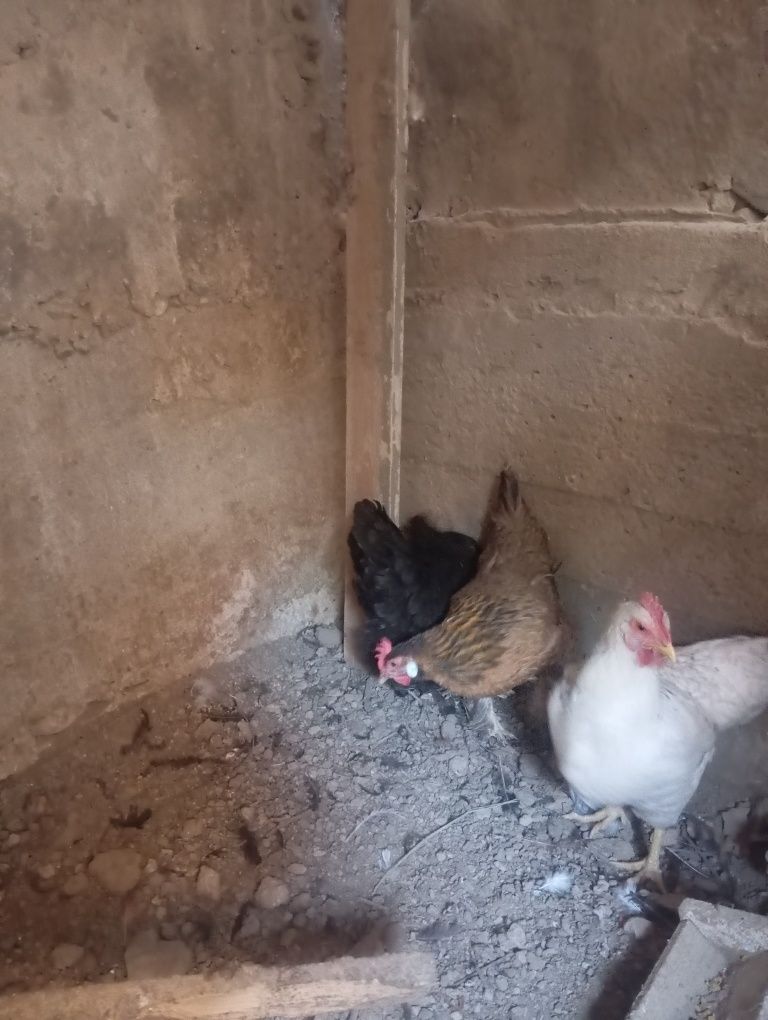 Xoʻroz tovuqlar sotiladi