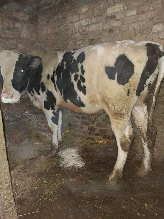 Продавам мъжко теле