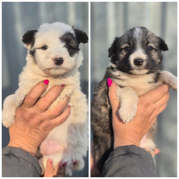 Отдам щенят в добрые руки