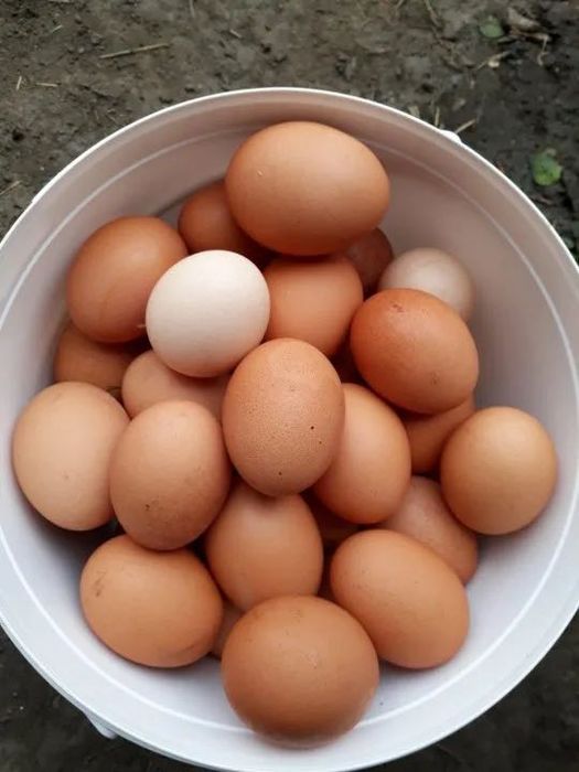 Уй тухуми, домашний яйцо