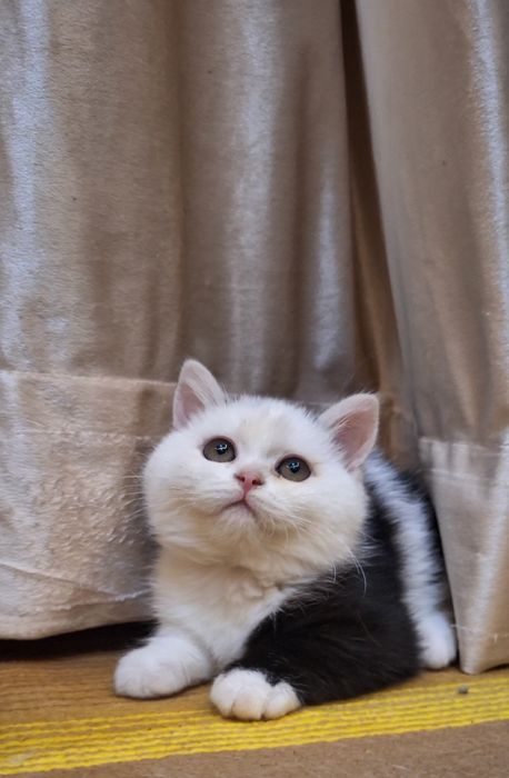 Tozza qon muushukchamiz sotiladi