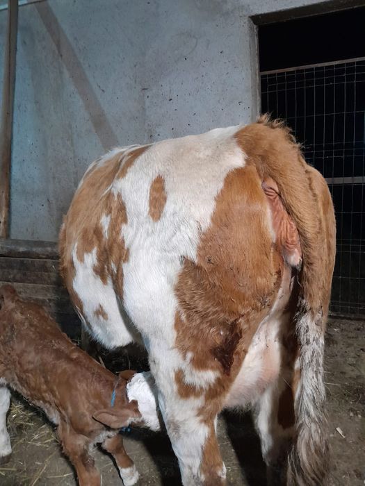 Vând două vaci cu viței