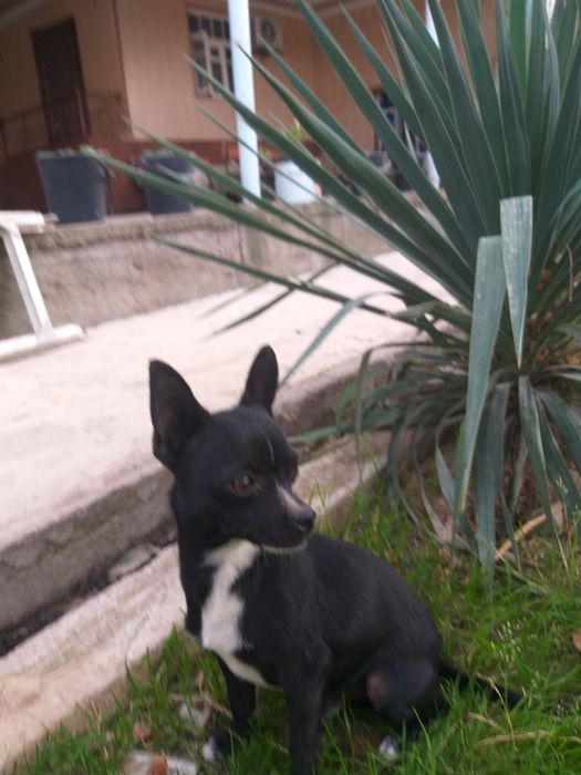 Продам чихуахуа свет чёрны