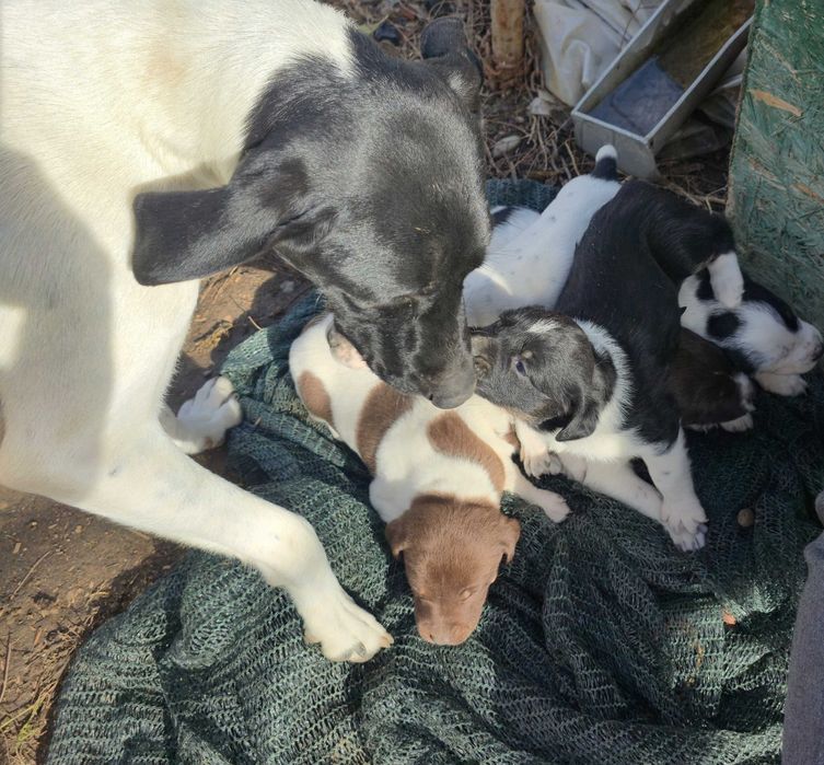 Donez catelusi - pui de Brac German