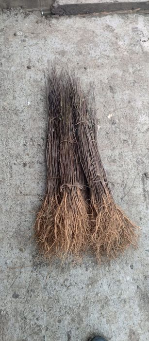 Puieți salcâm frasin tei fag carpen stejar mesteacăn plop brad molid