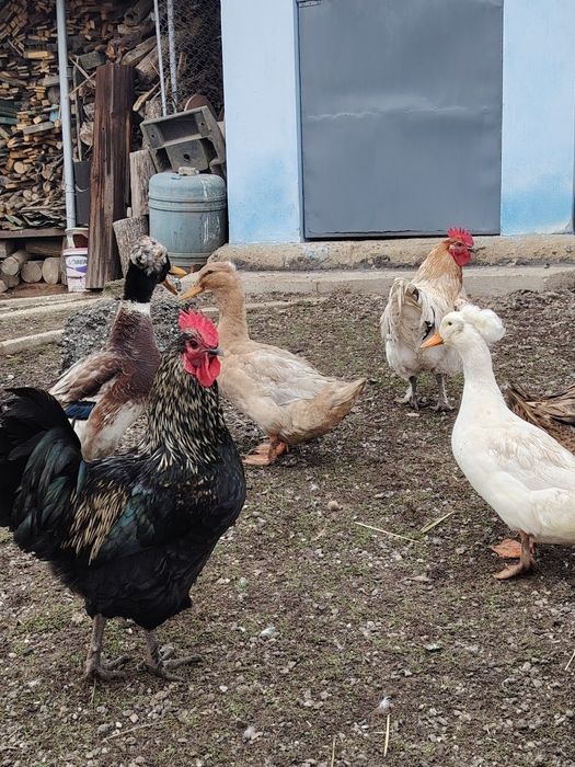 Vând 2 cocoși țărănești