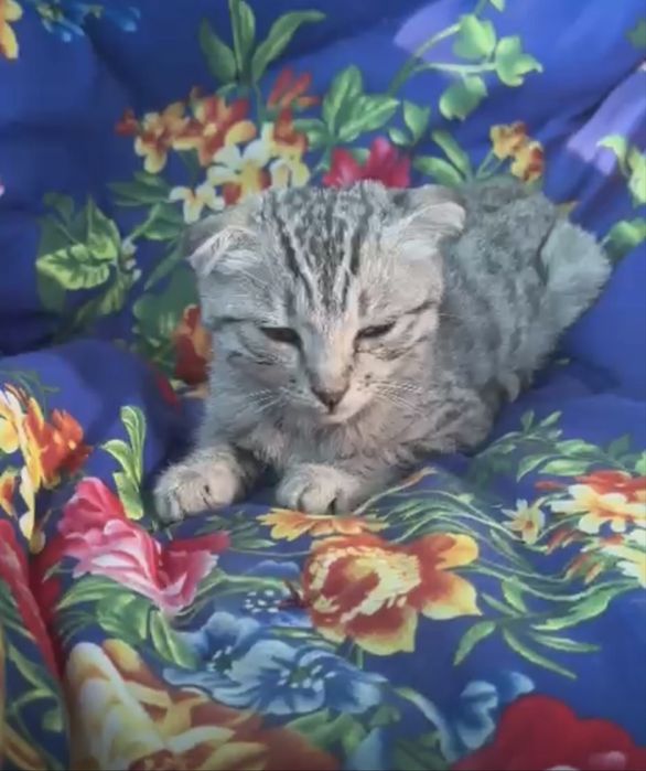 шотланка девочка шымкент 6к очень спокойная