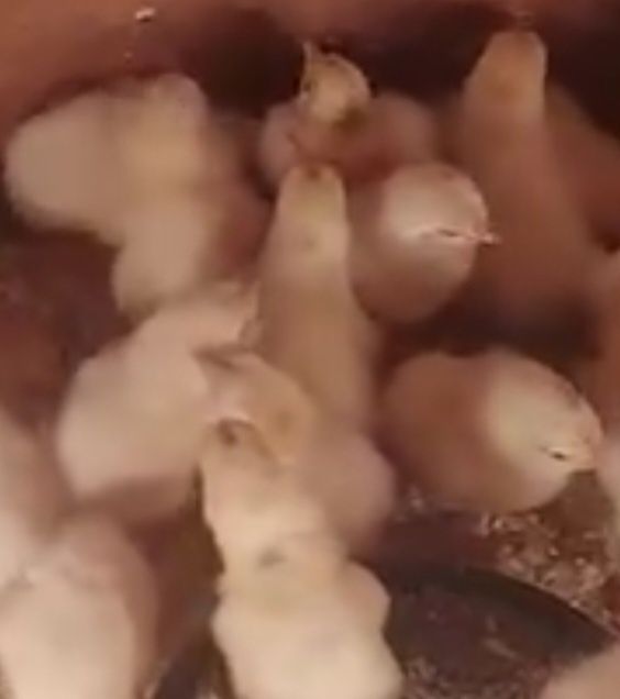 Пилета домашни Легхорн на 15 дена