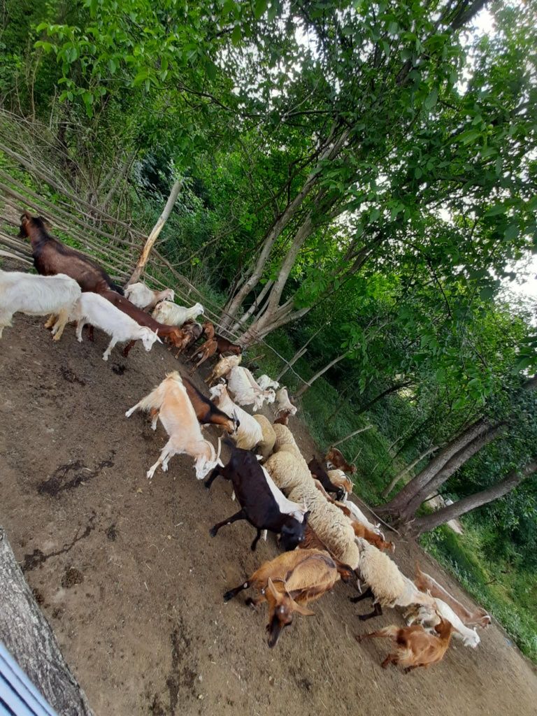 Capre și oi carabașe