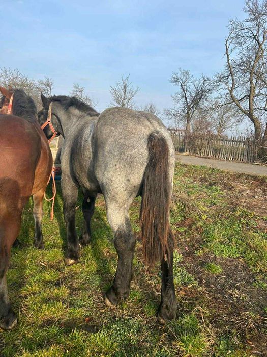 Vând mânz derez foarte frumos