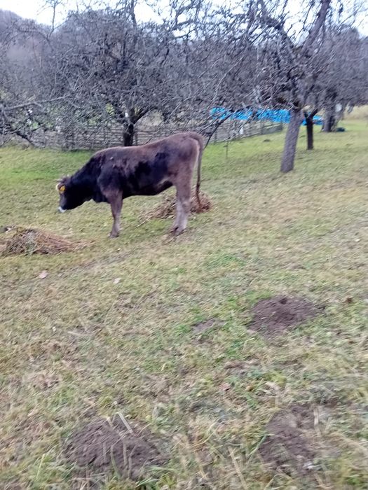 Vând jurinci una  2ani și una 10 luni ,tauras de 10 luni