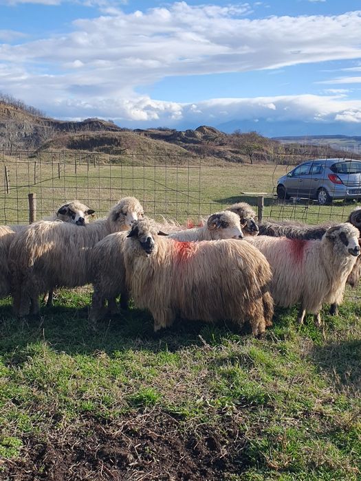 Vând oi îngrijite sibiu
